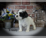 Trinity - Female Poodle (Miniature) Puppy for Sale - Photo #3