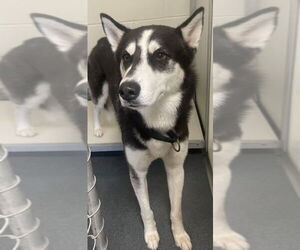 Huskies -Unknown Mix Dogs for adoption in Glen Allen, VA, USA