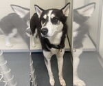 Small Huskies  Mix