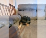 Small Photo #6 Yorkshire Terrier Puppy For Sale in NORTHGLENN, CO, USA