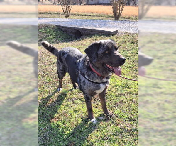 Medium Photo #2 Catahoula Leopard Dog-Unknown Mix Puppy For Sale in Mountain View, AR, USA
