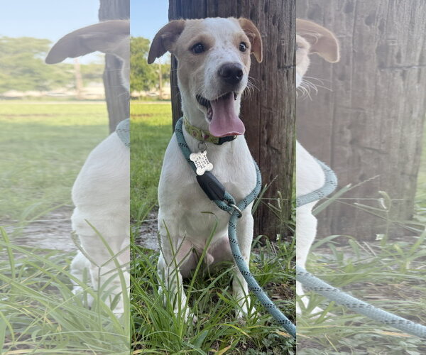Medium Photo #3 Toy Rat Doxie Puppy For Sale in Sanford, FL, USA