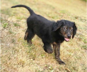 Golden Retriever-Unknown Mix Dogs for adoption in Aurora, IN, USA