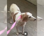 Small #1 Beagle Mix