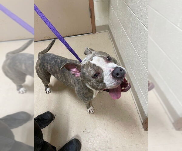 Medium Photo #1 American Pit Bull Terrier Puppy For Sale in Springfield, MA, USA