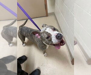 American Pit Bull Terrier Dogs for adoption in Springfield, MA, USA