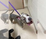 Small American Pit Bull Terrier