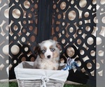 Comet - Male Miniature Australian Shepherd Puppy for Sale - Photo #2