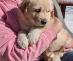 Puppy 4 Golden Pyrenees-Great Pyrenees Mix