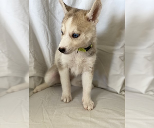 Medium Photo #9 Siberian Husky Puppy For Sale in ORANGE, CA, USA