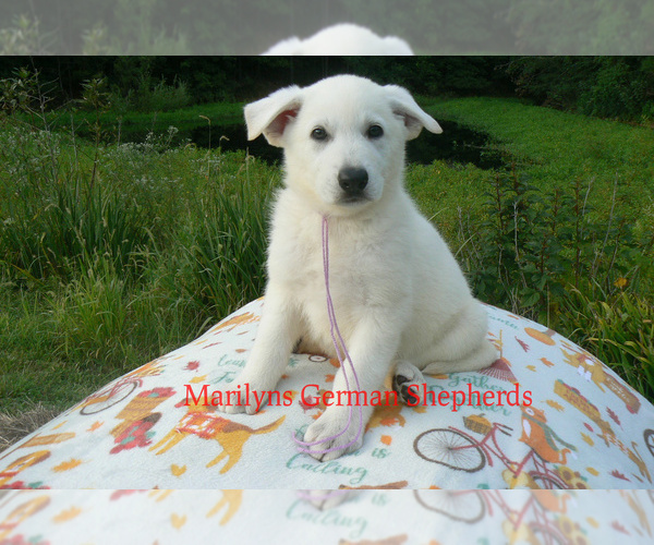Medium Photo #4 German Shepherd Dog Puppy For Sale in PIEDMONT, MO, USA