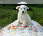 Small #3 German Shepherd Dog