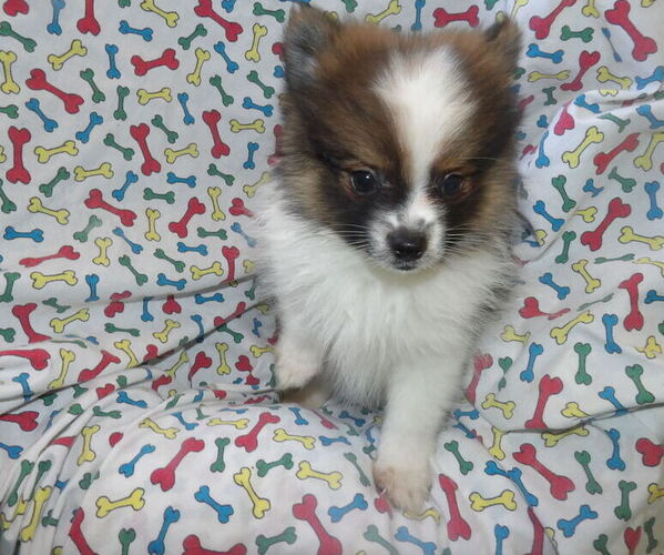 Medium Photo #5 Pomeranian Puppy For Sale in PATERSON, NJ, USA