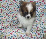 Small #4 Pomeranian