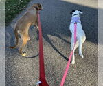 Small #4 Lab-Pointer