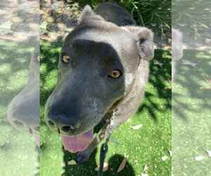 Blossom - Female Labrador Retriever-Unknown Mix Dog for Adoption - Photo #2