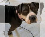 Small #12 American Bulldog-Staffordshire Bull Terrier Mix