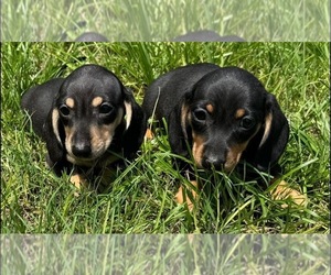 Dachshund Puppy for sale in AUGUSTA, GA, USA