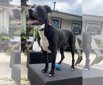 Small #25 American Pit Bull Terrier Mix