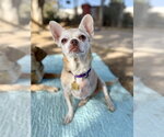 Small #1 Chihuahua