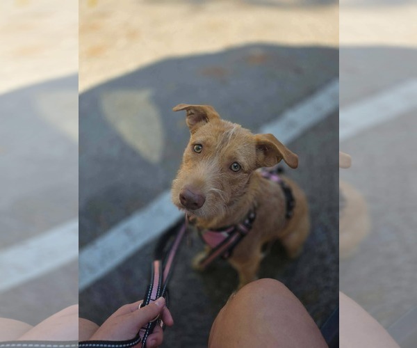 Medium Photo #1 Mutt Puppy For Sale in Brooksville, FL, USA