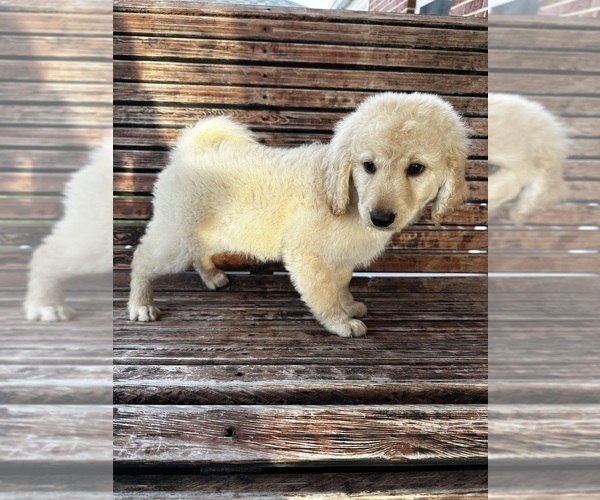 Medium Photo #30 Goldendoodle Puppy For Sale in PENSACOLA, FL, USA