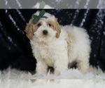 Small #1 Maltipoo
