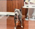 Small #2 Mutt