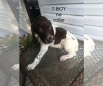 Small Photo #20 German Shorthaired Pointer Puppy For Sale in ENTERPRISE, AL, USA