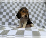 Small #2 Beagle