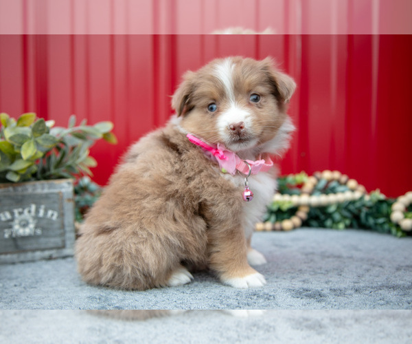 Medium Photo #16 Miniature Australian Shepherd Puppy For Sale in MILLERSBURG, OH, USA