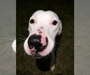 Snoopy - Male Pointer-Unknown Mix Dog for Adoption - Photo #7