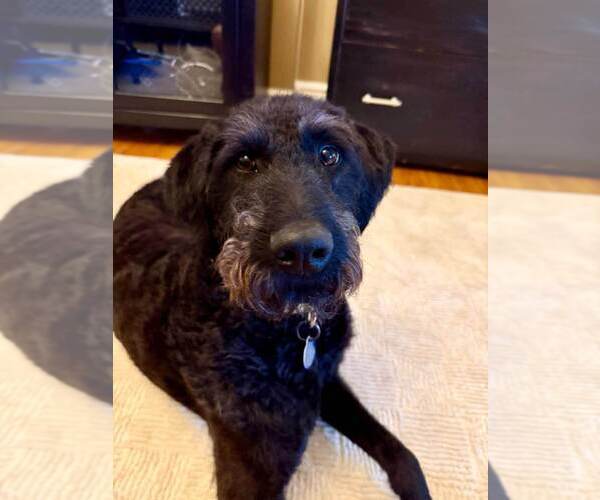 Medium Photo #3 Chesa-Poo Puppy For Sale in Springdale, PA, USA