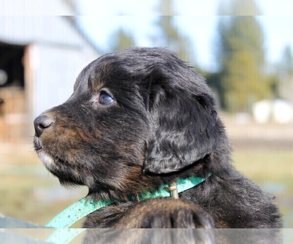 Medium Photo #5 Golden Mountain Dog Puppy For Sale in CLAYTON, WA, USA