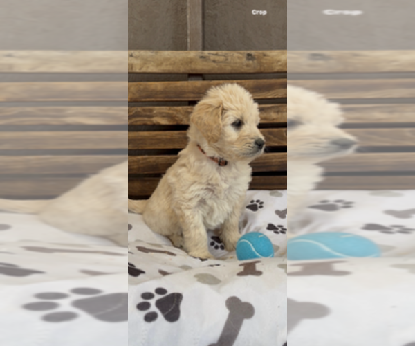 Medium Photo #38 Goldendoodle Puppy For Sale in MERCED, CA, USA