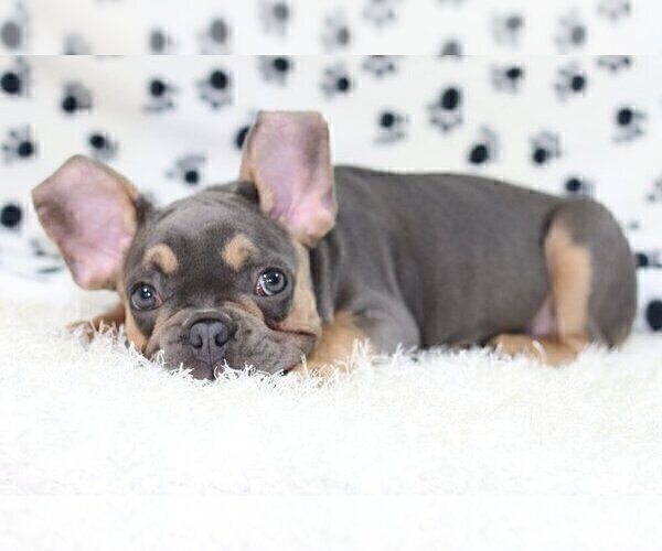 Medium Photo #3 French Bulldog Puppy For Sale in GREAT NECK, NY, USA