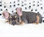 Small Photo #3 French Bulldog Puppy For Sale in GREAT NECK, NY, USA