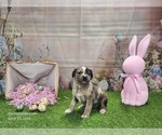 Small #16 Catahoula Leopard Dog