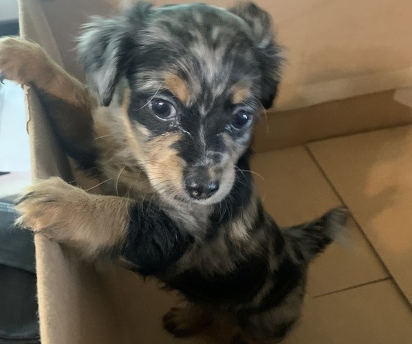 Medium Photo #5 German Hunting Terrier-Lowchen Mix Puppy For Sale in HENRICO, VA, USA
