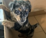 Small #1 German Hunting Terrier-Lowchen Mix