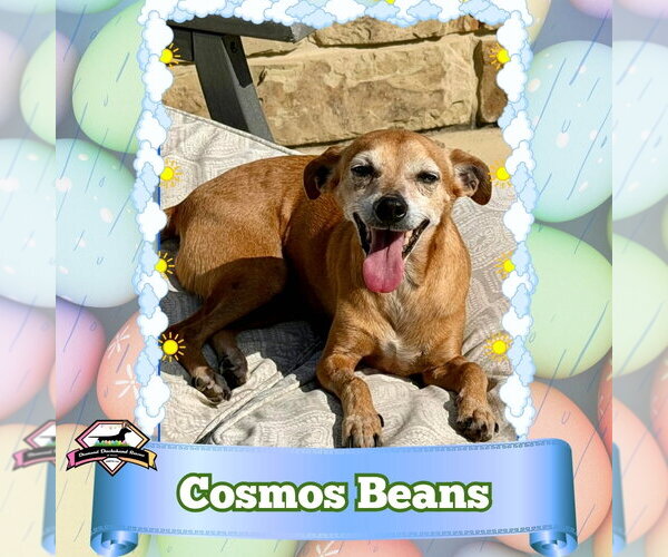 Medium Photo #2 Chiweenie Puppy For Sale in San Antonio, TX, USA