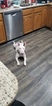 Small Photo #38 Bull Terrier Puppy For Sale in JACKSON, MI, USA