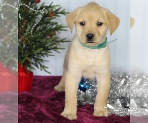 Golden Labrador Puppy for sale in FREDERICKSBURG, OH, USA