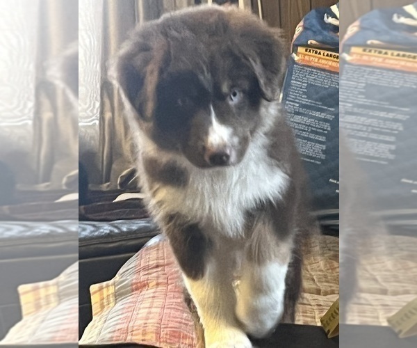 Medium Photo #8 Australian Shepherd Puppy For Sale in MERCER, WI, USA