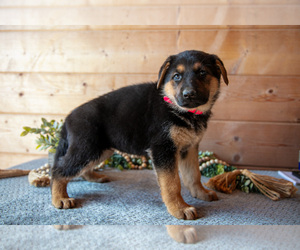 Medium German Shepherd Dog