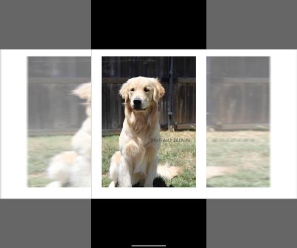 Medium Photo #1 Golden Retriever Puppy For Sale in TULARE, CA, USA