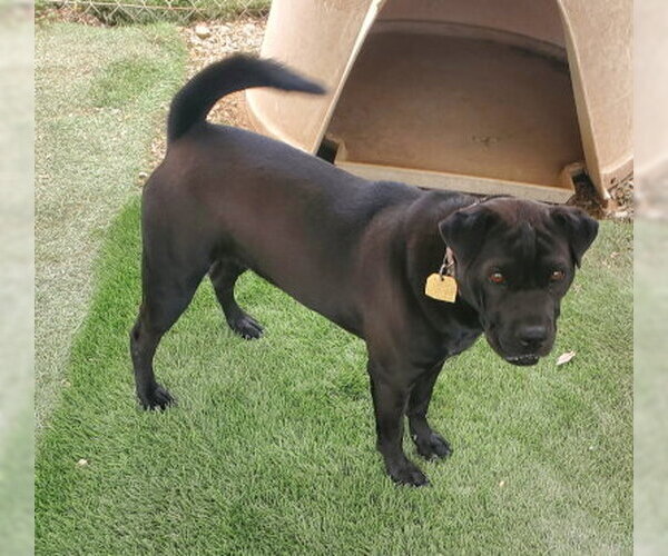 Medium Photo #5 Labrador Retriever-Unknown Mix Puppy For Sale in Ventura, CA, USA