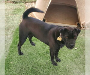 La Brea - Female Labrador Retriever-Unknown Mix Dog for Adoption - Photo #5