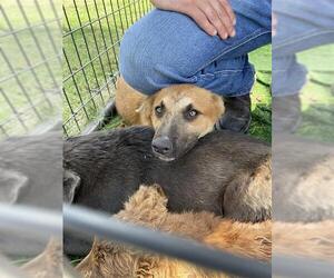 German Shepherd Dog-Unknown Mix Dogs for adoption in Waco, TX, USA