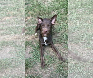 Pippy - Female Mutt Dog for Adoption - Photo #4